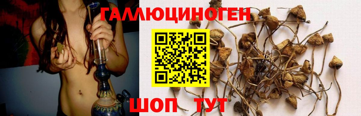 Галлюциногенные грибы Cubensis Кемерово